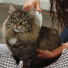 Load image into Gallery viewer, Flea Doctor